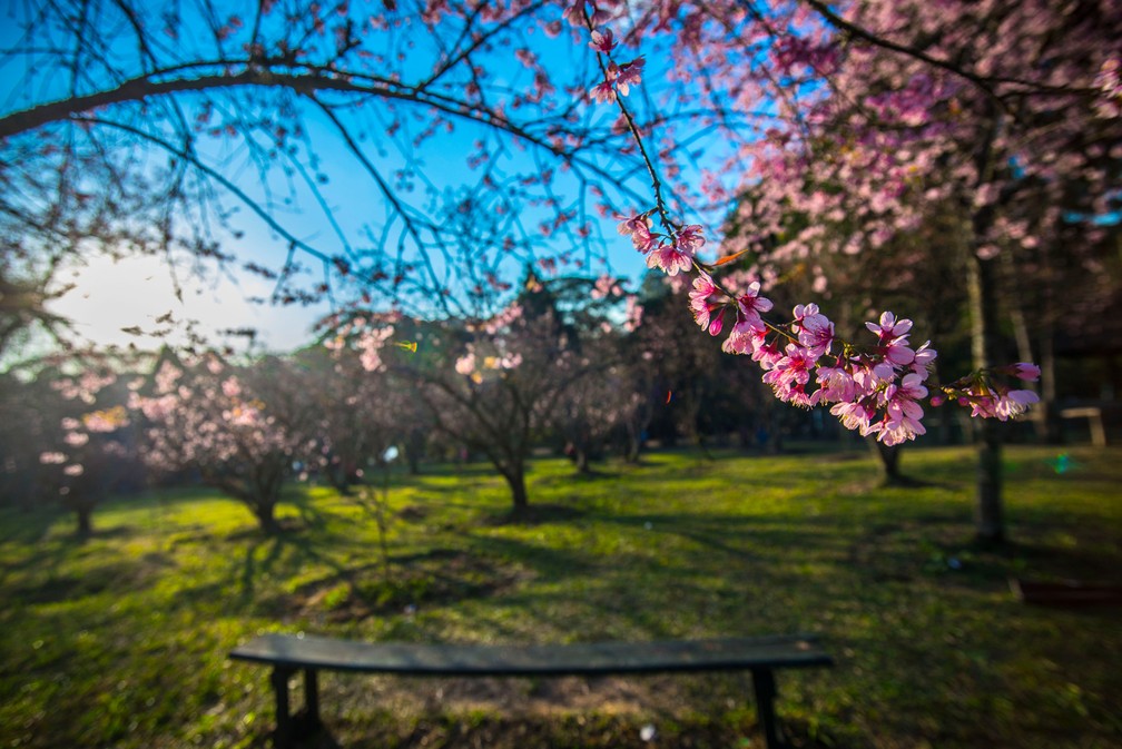 Covas diz que vai reabrir parques na quarentena em São Paulo somente durante a semana